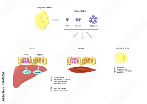 principali azioni dell'adiponectina, ormone secreto dal tessuto adiposo