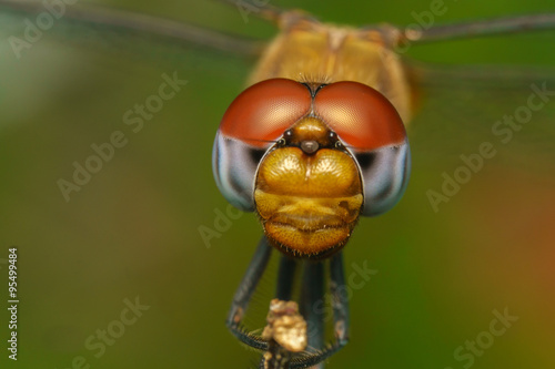 Macro portrait of a Dragonfly -  stock photo

