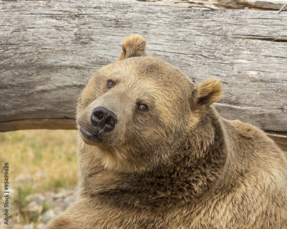 Fototapeta premium Grizzly bear resting near the stream.