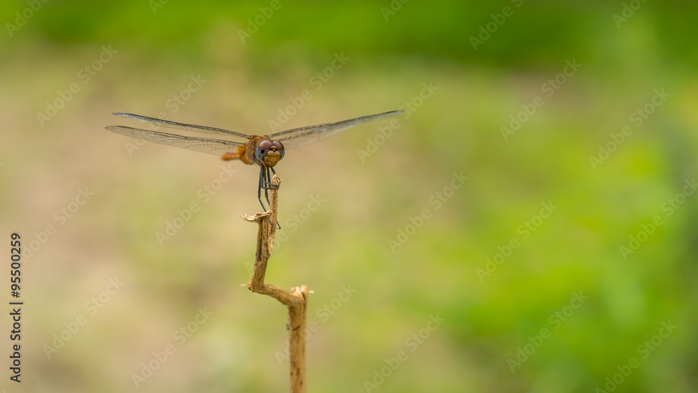 Close-up portrait of a Dragonfly - stock photo
Close-up portrait of a Dragonfly - stock photo
