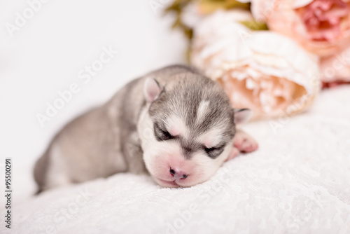 newborn siberian husky puppy © brusnikaphoto