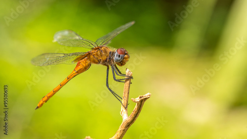 Close-up portrait of a Dragonfly -  stock photo     © akilrollerowan