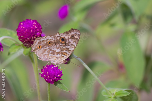 lovely butterfly with flower