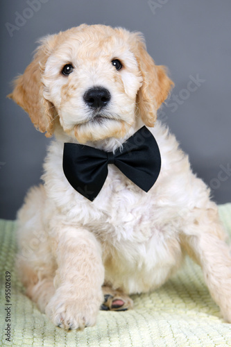 Black tie goldendoodle pup photo