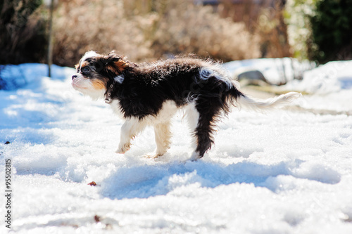 Fototapeta Naklejka Na Ścianę i Meble -  cavalier king charles spaniel puppy on the walk in snowy winter