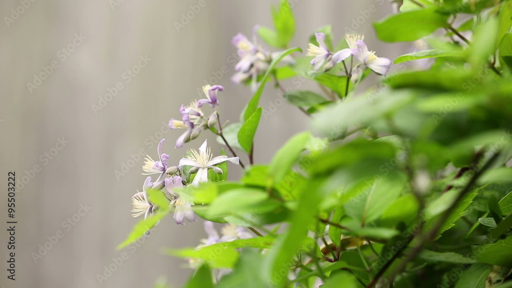 Beautiful wild purple flowers in bloom in a summer garden Beautiful wild purple flowers in bloom in a summer garden