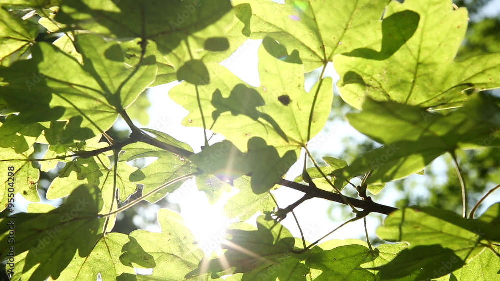 Bright sunshine streaming through leaves on a tree early on a Summers morning Bright sunshine streaming through leaves on a tree early on a Summers morning
