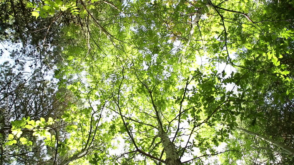 Panning through a forest canopy looking up with sunlight filtering through Panning through a forest canopy looking up with sunlight filtering through