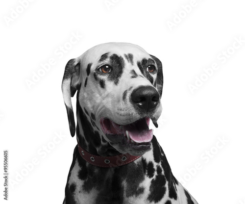 Portrait of a happy and laughing dog breed Dalmatian
