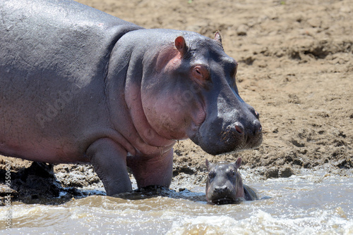 Hippo family. Kenya  Africa