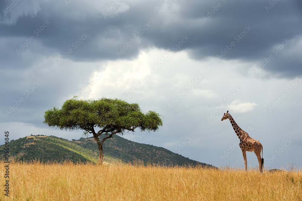 Fototapeta premium Landscape with tree in Africa