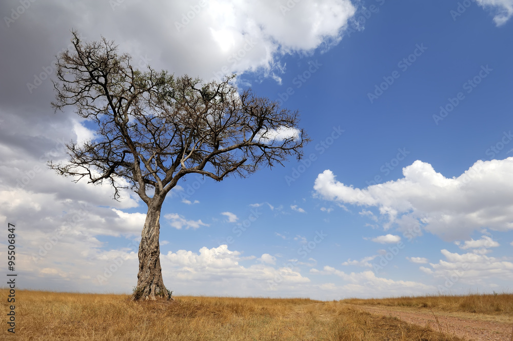 Landscape with tree in Africa