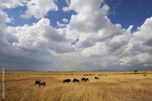 Fototapeta Naklejka Na Ścianę i Meble -  Savannah landscape in the National park of Kenya