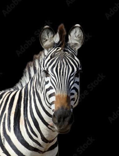 Zebra on dark background #95506875