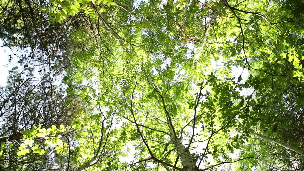 Panning through a forest canopy looking up with sunlight filtering through Panning through a forest canopy looking up with sunlight filtering through