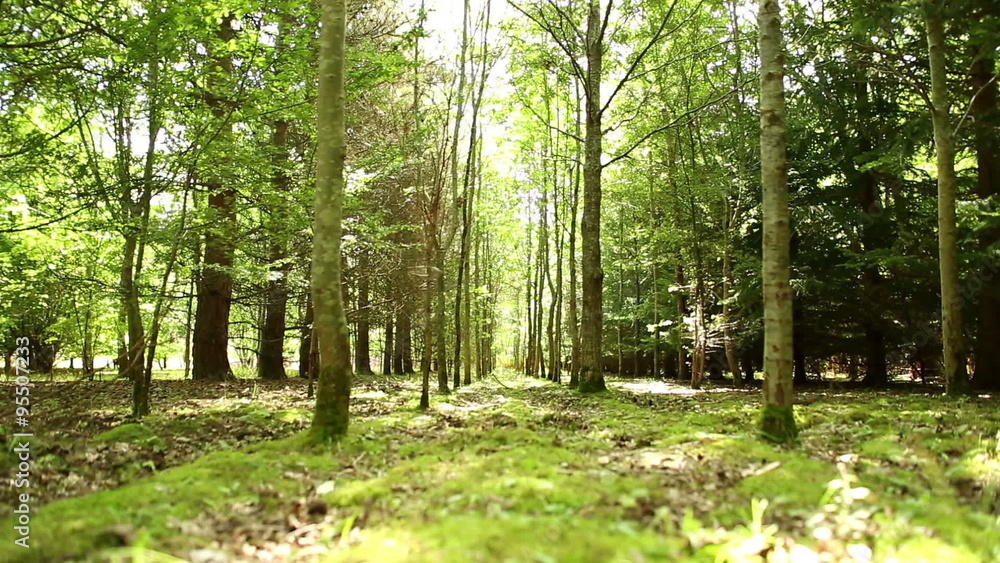 Panning across a forest floor in Summer with dried leaves on the ground Panning across a forest floor in Summer with dried leaves on the ground