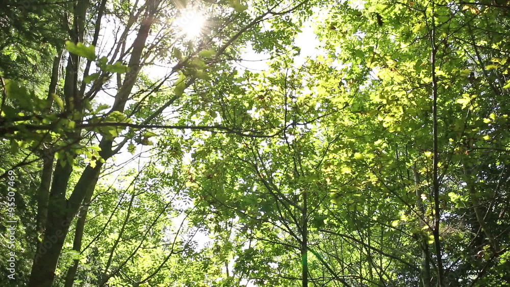Panning through a forest canopy looking up with sunlight filtering through Panning through a forest canopy looking up with sunlight filtering through