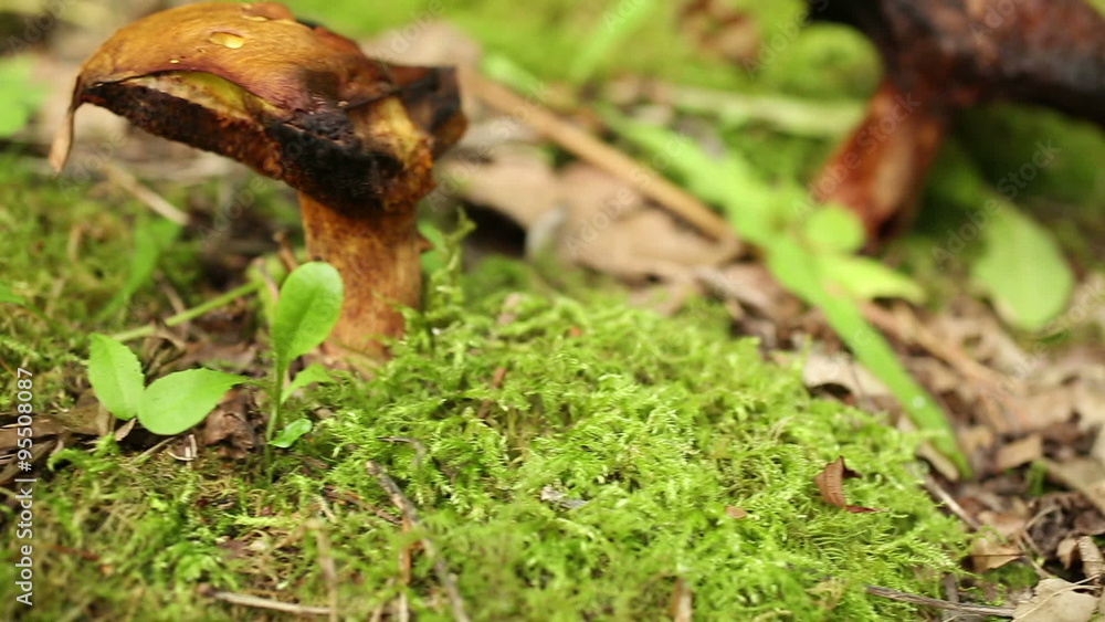 Panning across a forest floor in Summer with large wild mushrooms Panning across a forest floor in Summer with large wild mushrooms