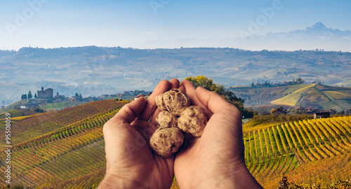 Hands holdin white truffle form Alba in the vineyards photo