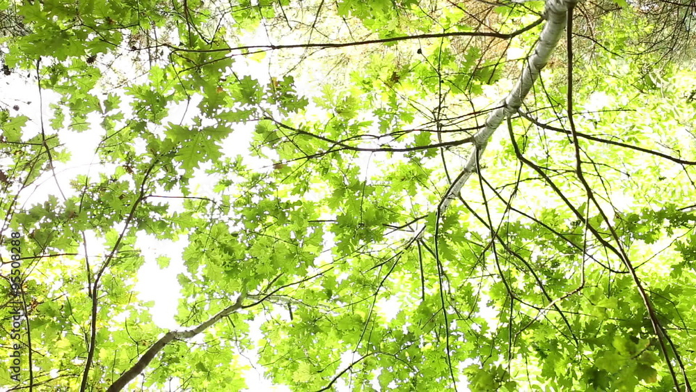 Panning through a forest canopy looking up with sunlight filtering through Panning through a forest canopy looking up with sunlight filtering through