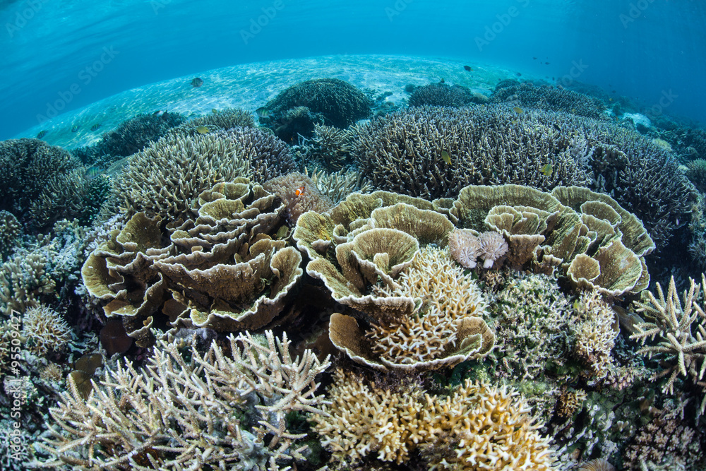 Naklejka premium Fragile Coral Reef