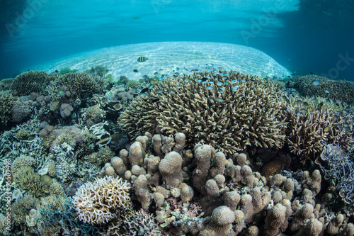 Wallpaper Mural Beautiful Coral Reef in Shallow Water Torontodigital.ca