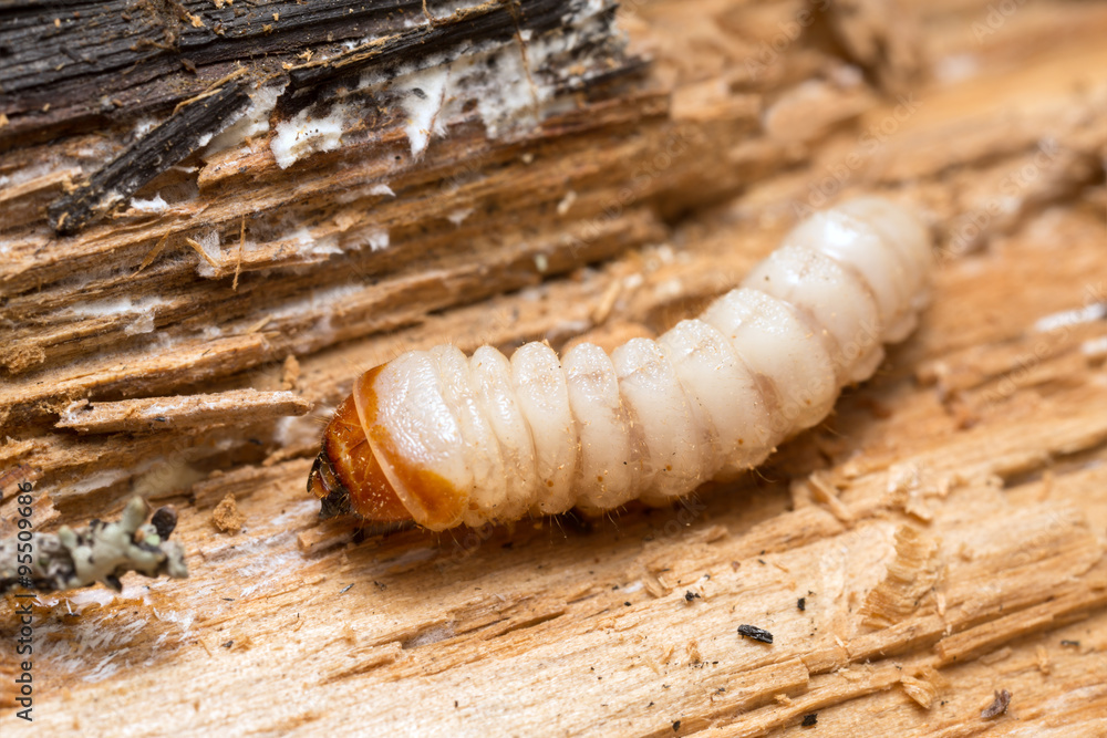Long horn beetle larva, Cerambycidae on wood Long horn beetle larva, Cerambycidae on wood