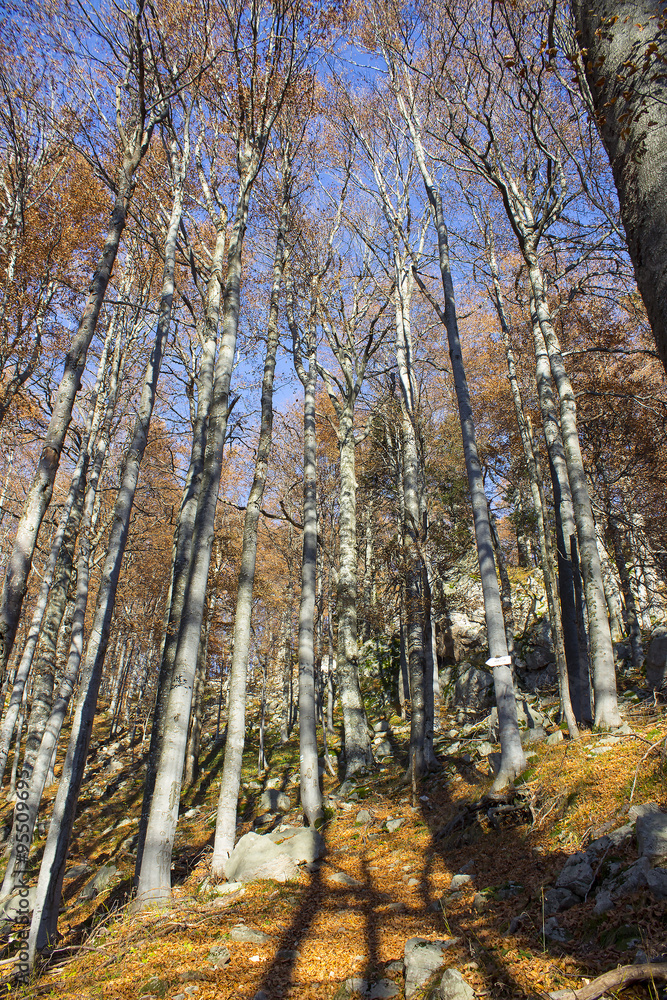 Fototapeta premium Fall in mountain