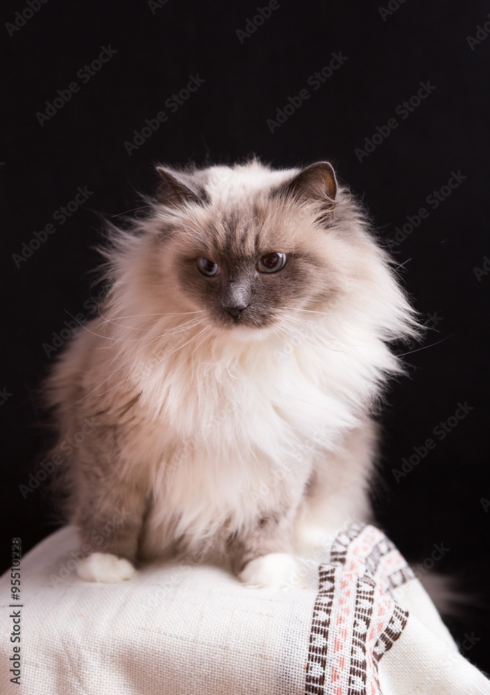 Beautiful Neva Masquerade cat portrait Beautiful Neva Masquerade cat portrait