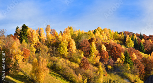 Fototapeta Naklejka Na Ścianę i Meble -  Landscape colorful orange forest in fall season in Romania