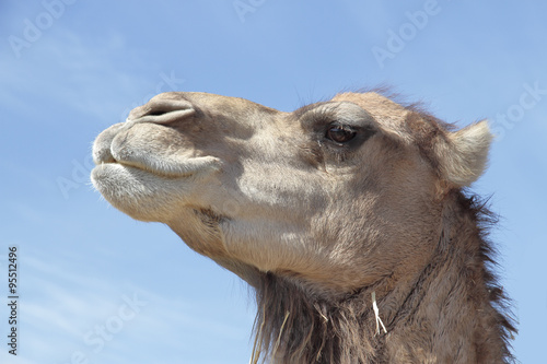 camel © Luis Angel Garcia