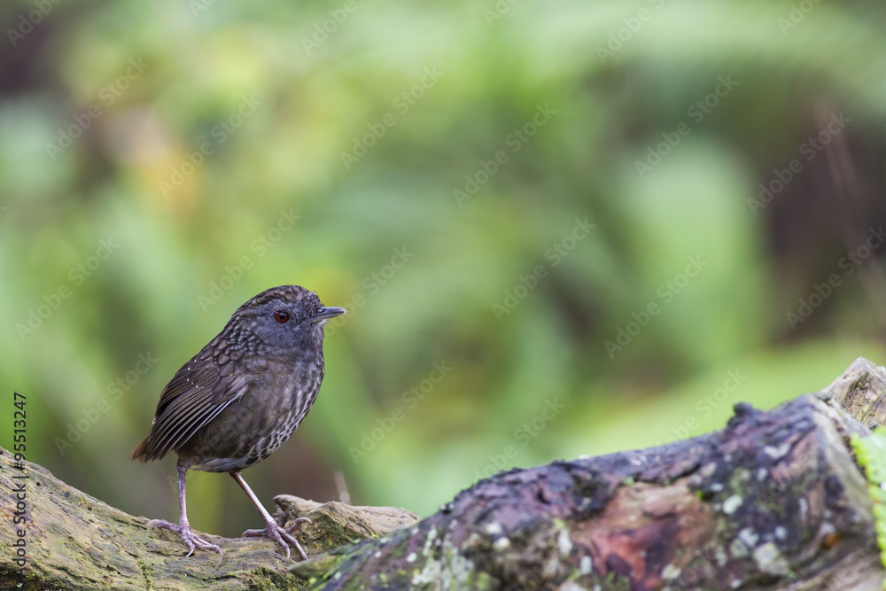 Streaked Wren-Babbler Streaked Wren-Babbler