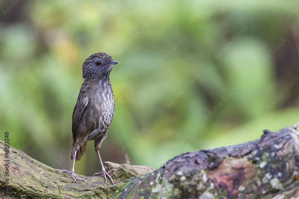 Fototapeta premium Streaked Wren-Babbler looking for something
