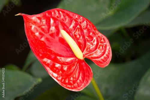 Fresh Flamingo Flower