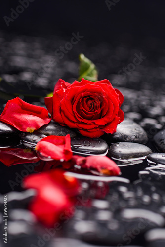 Still life with red rose with petals and therapy stones 