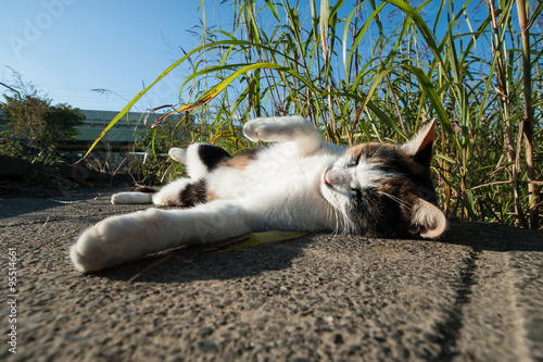 Wallpaper Mural 寝そべる猫 Torontodigital.ca