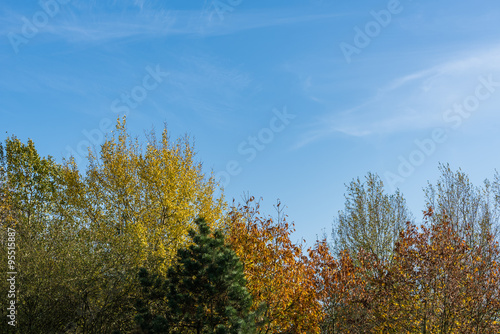 Autumn trees with red  yellow and orange leaves in park. Fall season treetops against blue sky background  perfect for outdoor  nature and travel blog business