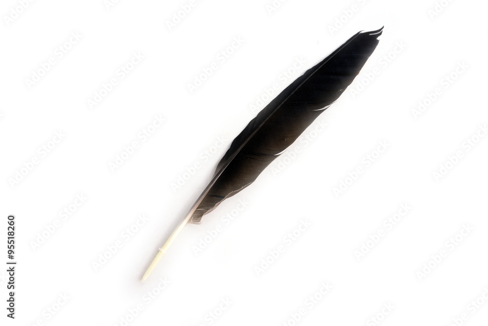 Feather pen. Isolated on a white background Feather pen. Isolated on a white background