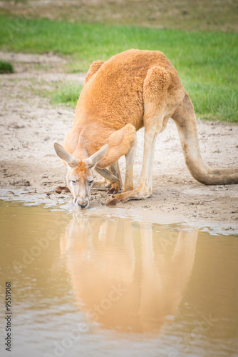 Red Kangaroos in wildlife park at Phillip Island, Melbourne, Australia.
