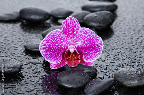 pink flower orchid with black stones on wet background