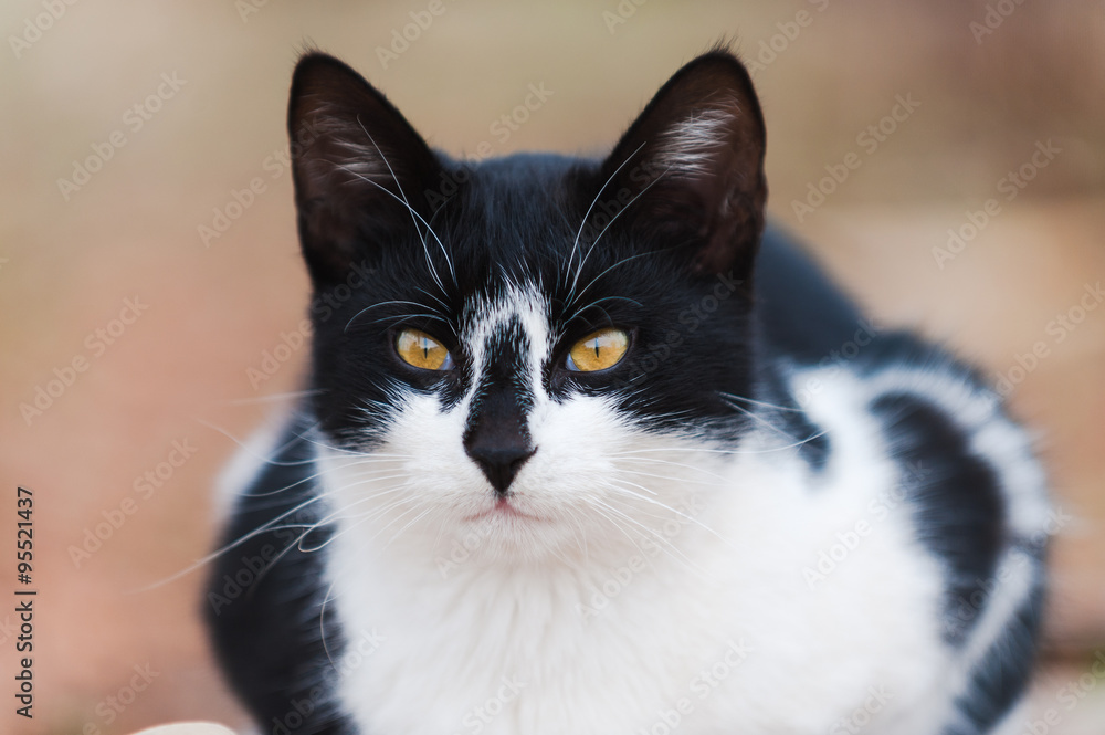 Portrait of a handsome black and white cat