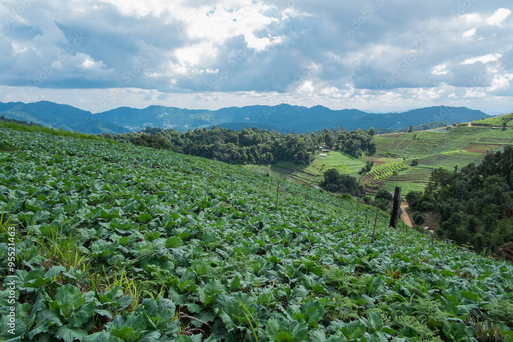 cabbage mountain 