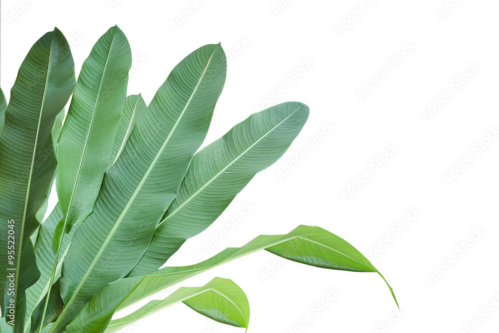 Fototapeta premium Heliconia : green leaf on isolate white background.