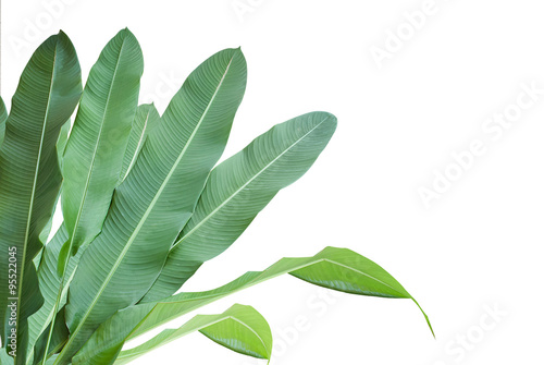 Heliconia   green leaf on isolate white background.