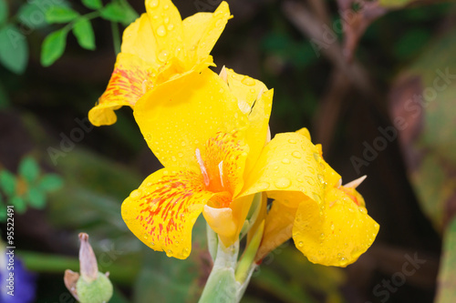 yellow canna lillies in garden
