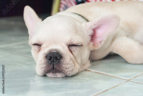 French bulldog puppy sleeping on ceramic floor tiles © rakop_ton
