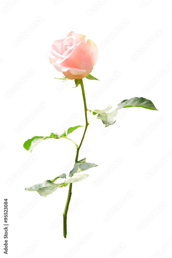 Obraz premium pink rose isolated on white background.