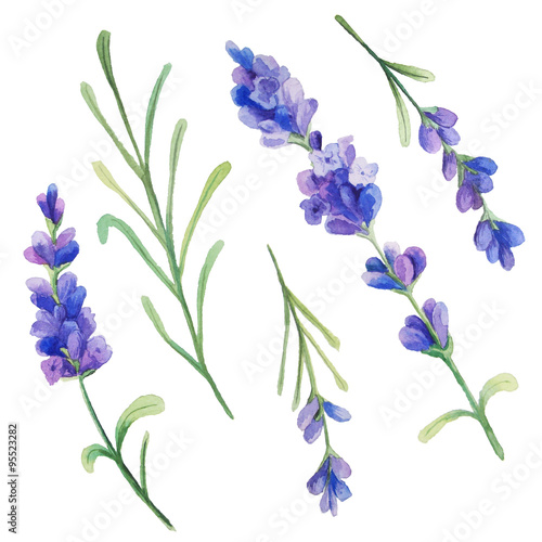 Watercolor lavender flowers