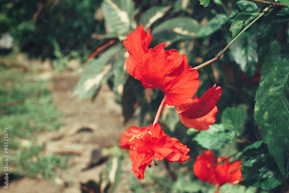 Red flower Red flower