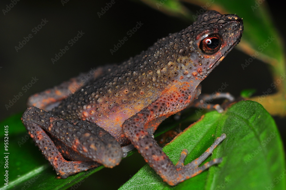The common mist frog Litoria rheocola is native to the flowing streams The common mist frog Litoria rheocola is native to the flowing streams